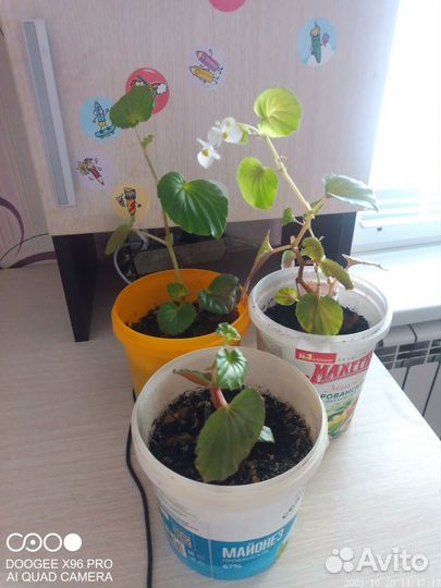 Комнатные цветы