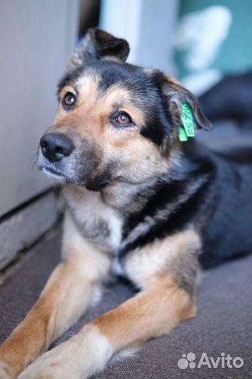 Арчи - умный пёс с непростой судьбой в добрые руки