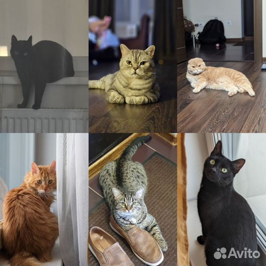 Передержка кошек/котов