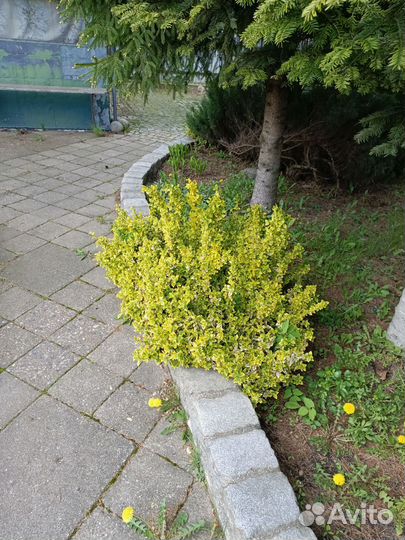 Декоративные кустарники