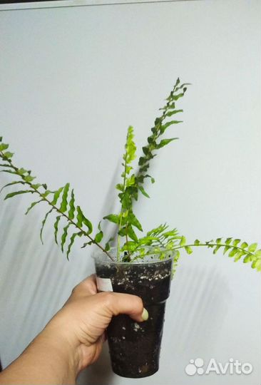 Папоротник вариегатный Тигр