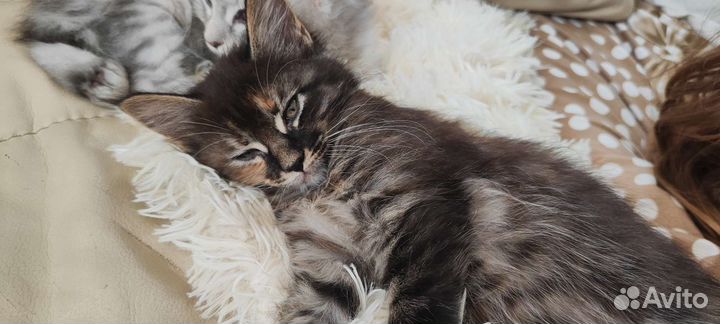 Котята мейн-кун