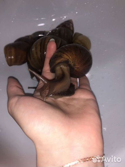 Улитки ахатины