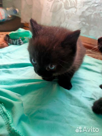 Кошки в добрые руки бесплатно