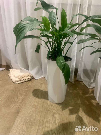 Спатифиллум