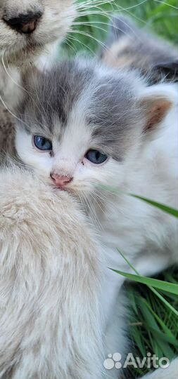 Котята в добрые руки бесплатно