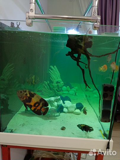 Аквариум
