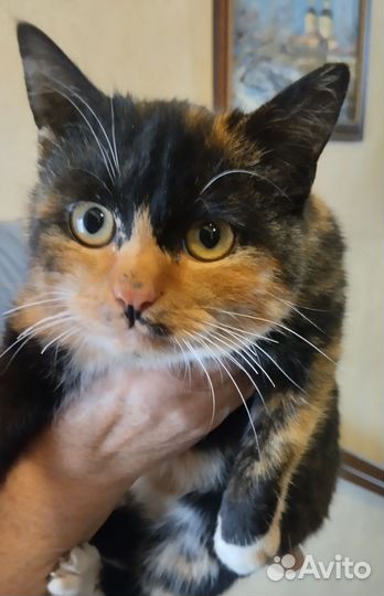 Кошечка Сима