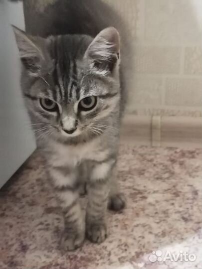 Котик в поисках дома