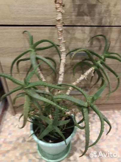 Алоэ лечебный 3х летний