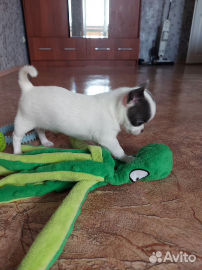 Щенки чихуахуа