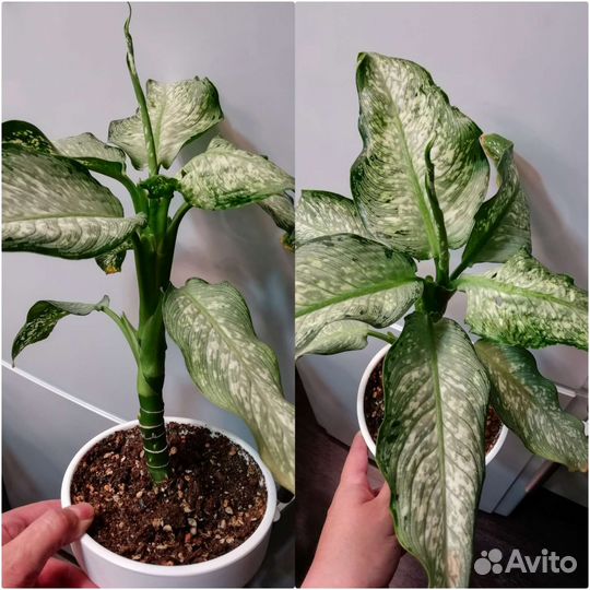 Комнатные цветы