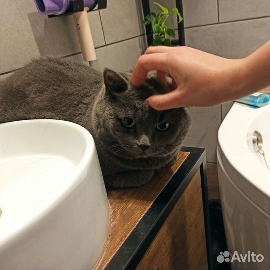 Котик Сеня в добрые руки