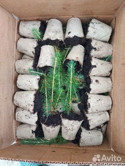 Сеянцы ели европейской зкс от производителя