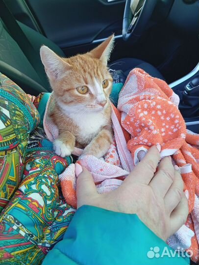 Кошка в дар