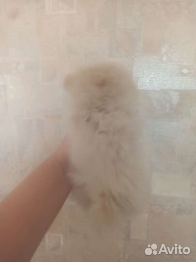 Померанский шпиц