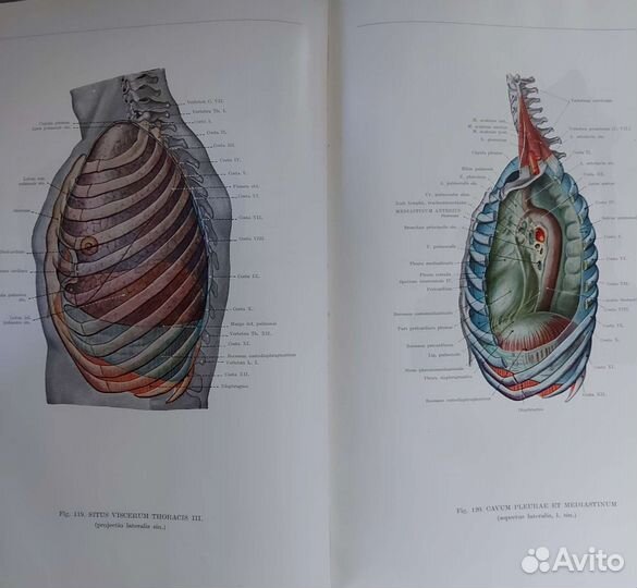 Анатомический атлас