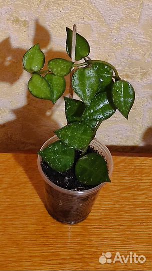 Хойи мелколистные