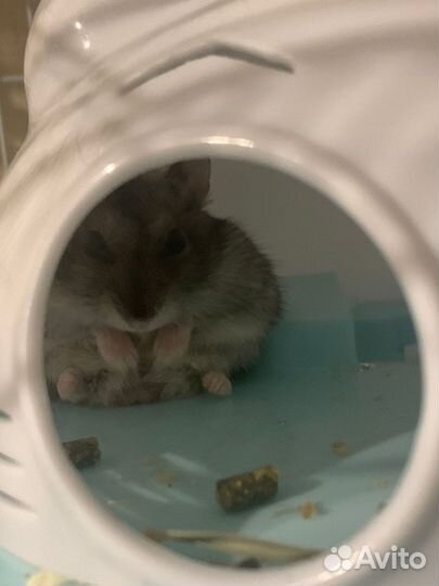 Джунгарский хомяк бесплатно