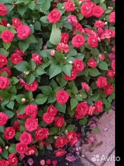 Вечноцветущий бальзамин