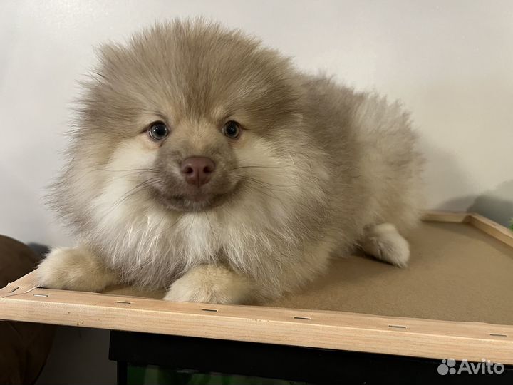 Щенки помски