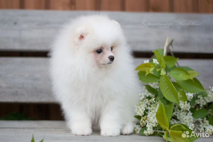 Мальчик померанец айскрем