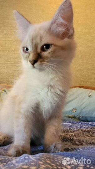 Шотландские прямоухие котята