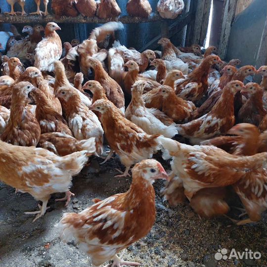Куры молодки несушки