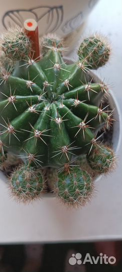 Кактус цветущий