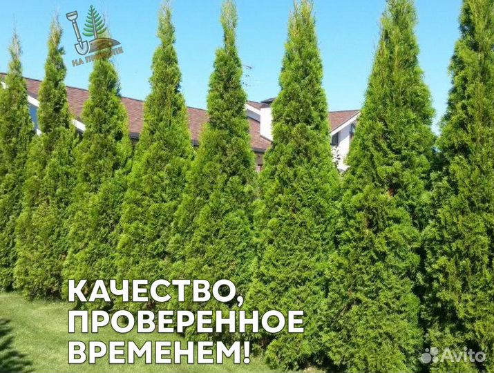 Туя брабант 170 см