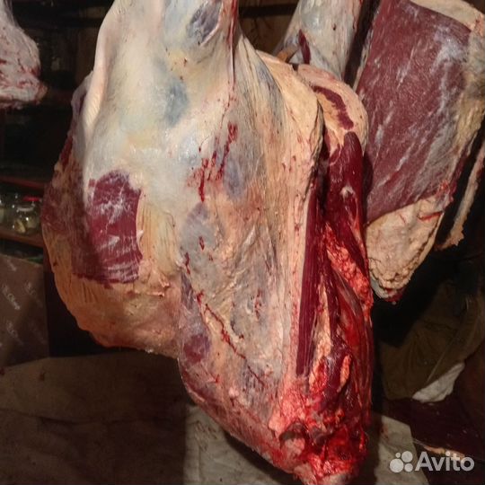 Мясо говядина телятина