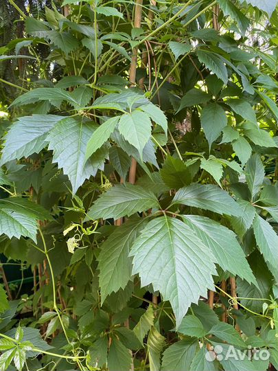 Новинка Девичий виноград 2 м+ в горшках 18 л