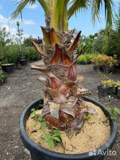 Пальма Вашингтония