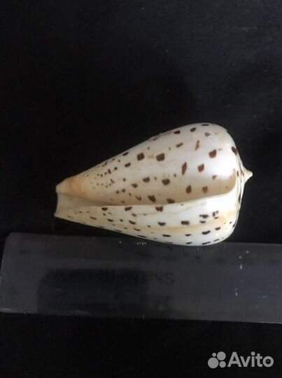 Раковина «березовый конус» аквариум