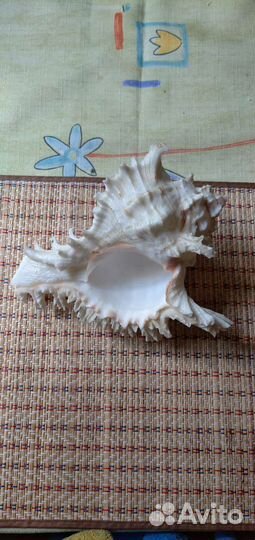 Морские ракушки раковины