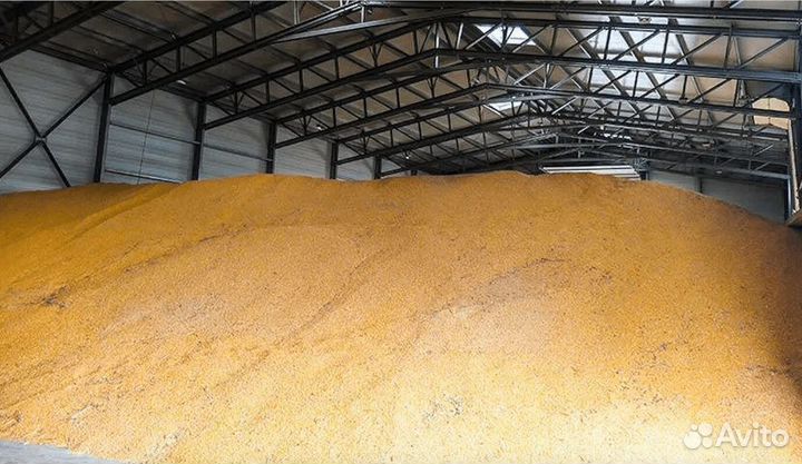 Зерно пшеница