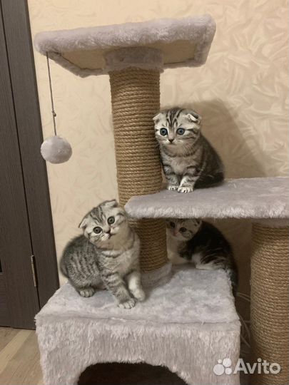 Лоток для кошек с высокими бортами, лопатка, миска