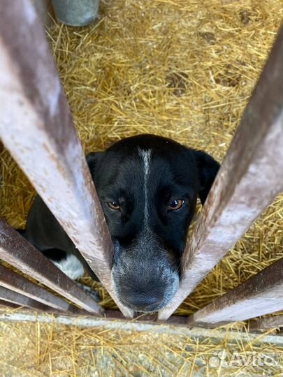 Отис ищет дом