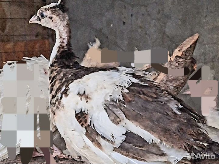 Павлинята индийские и арлекины