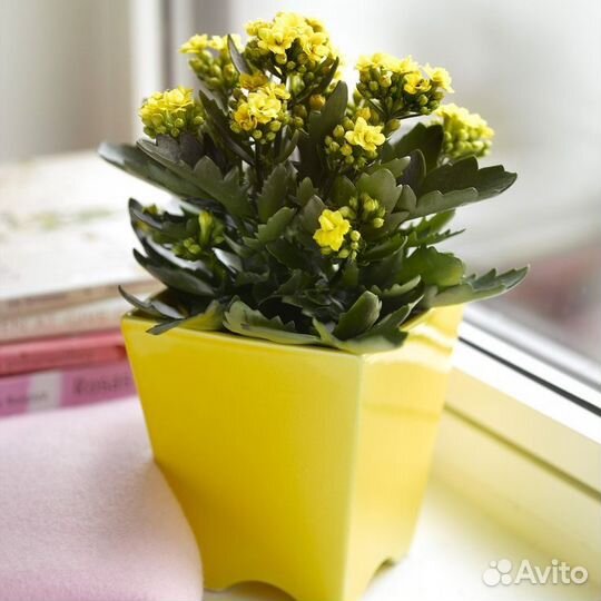 Каланхоэ Каландива