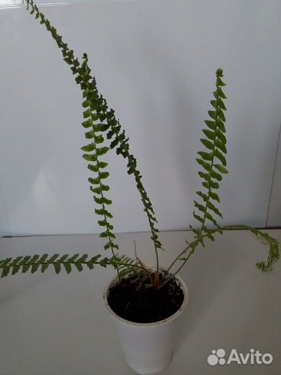 Папоротник