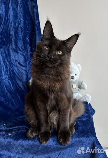 Котенок мейн кун