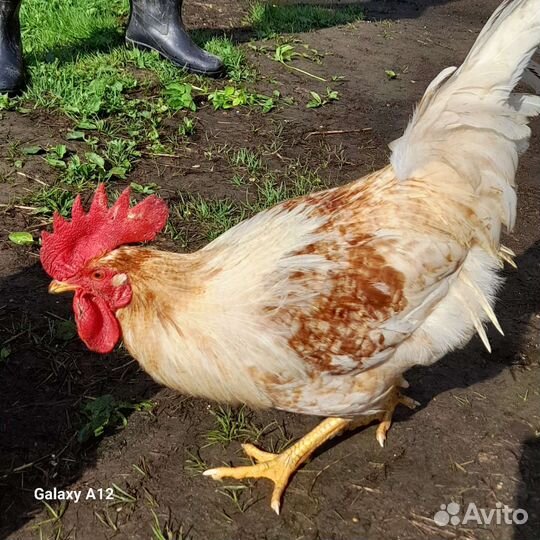 Куры петухи