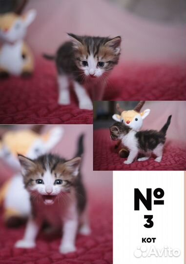 Котята пушистые