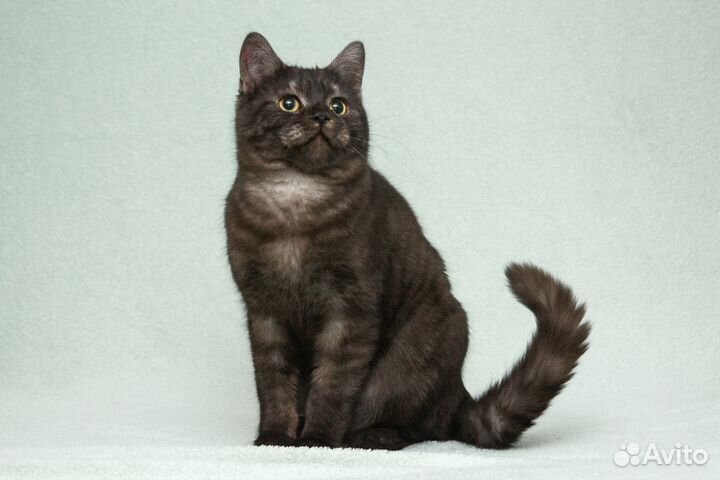 Котёнок-подросток Агат