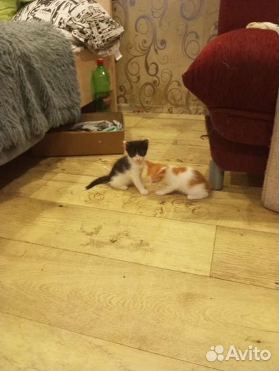 Кошки в добрые руки бесплатно