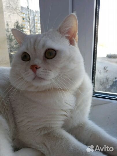 Вязка,Шотландский прямоухий кот