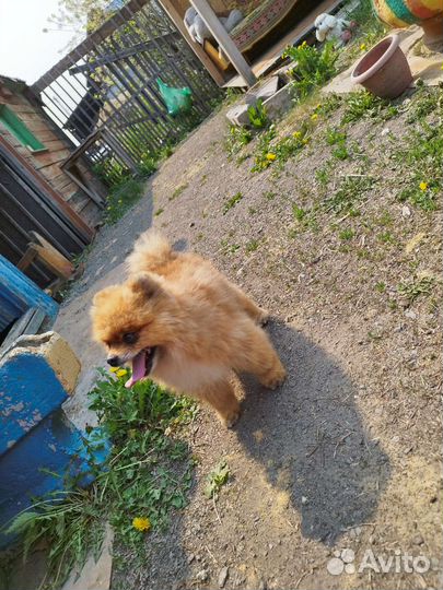 Вязка шпицев померанских на выбор