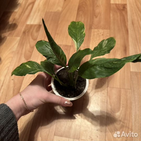 Спатифиллум Домино