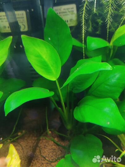 Креветки желтые, аквариум куб